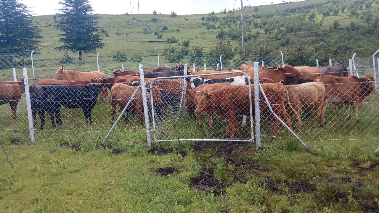 CROSS-BORDER STOCK THEFT REMAINS A CONCERN FOR LESOTHO AND SOUTH AFRICA