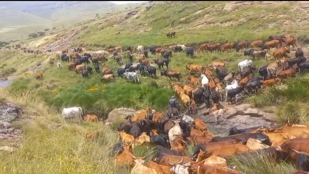 RANGELANDS VANDALISM CRIPPLES JORDANE FARMERS