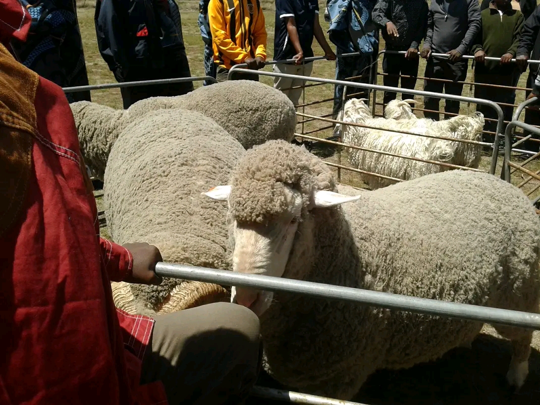 BEREA EMBARKS ON SHEEP SCAB VACCINATION