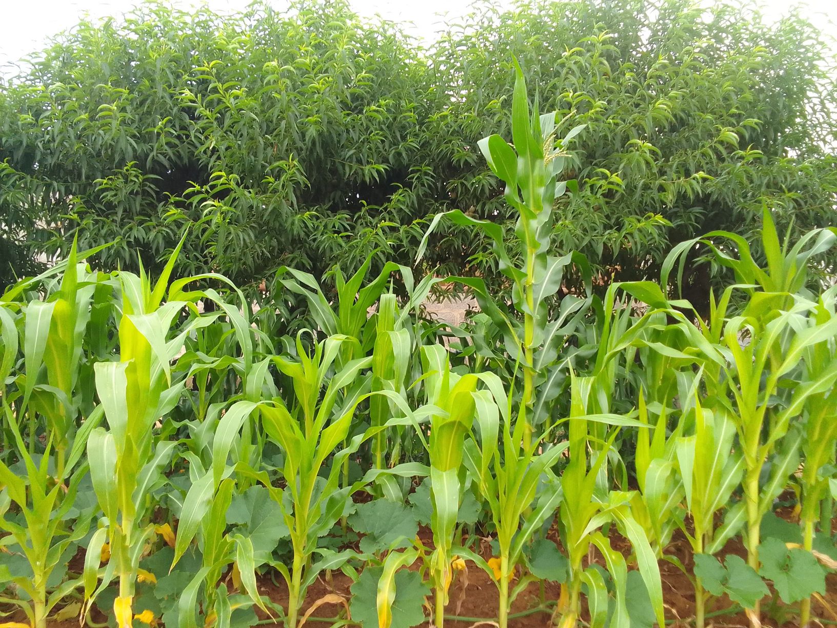 LOCAL FARMER CALLS FOR COLLABORATIONS