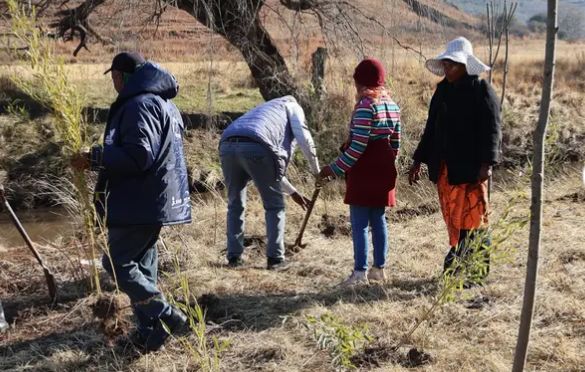 MINISTRY OF ENVIRONMENT LAUNCHES GREEN RECOVERY TREE PLANTING IN MOKHOTLONG