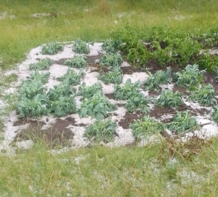 HAILSTORM DEVASTATES CROPS IN  SEHLABATHEBE  