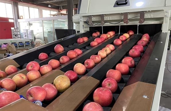 LIKHOTHOLA FARM GETS SORTING MACHINE