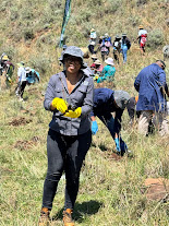 RSL PLANTS TREES IN KOROKORO