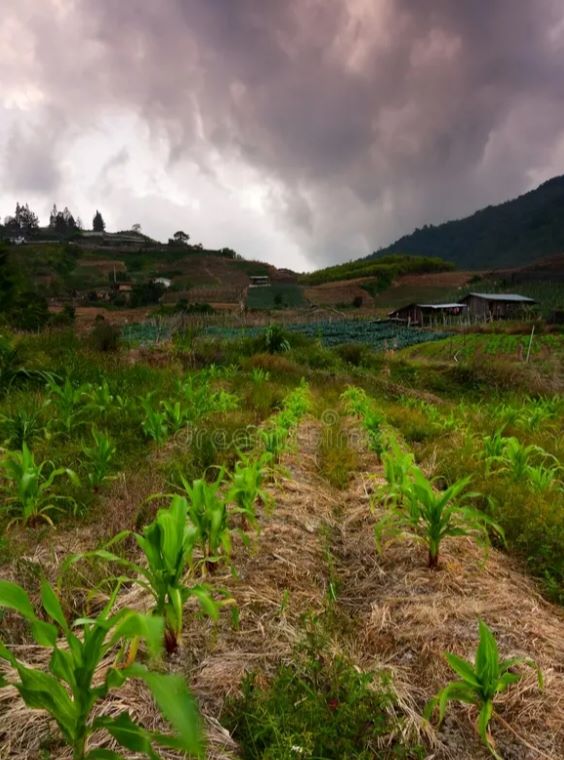CLIMATE CHANGE, GROWING CRISIS FOR LESOTHO FARMERS