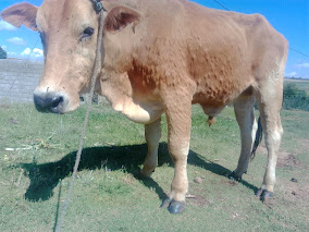 FARMERS URGED TO REPORT LUMPY SKIN DISEASE 