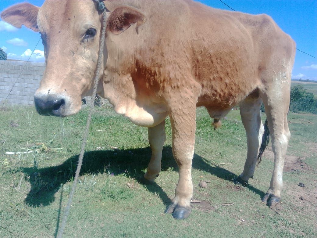 NEW CASES OF LUMPY SKIN DISEASE REPORTED 