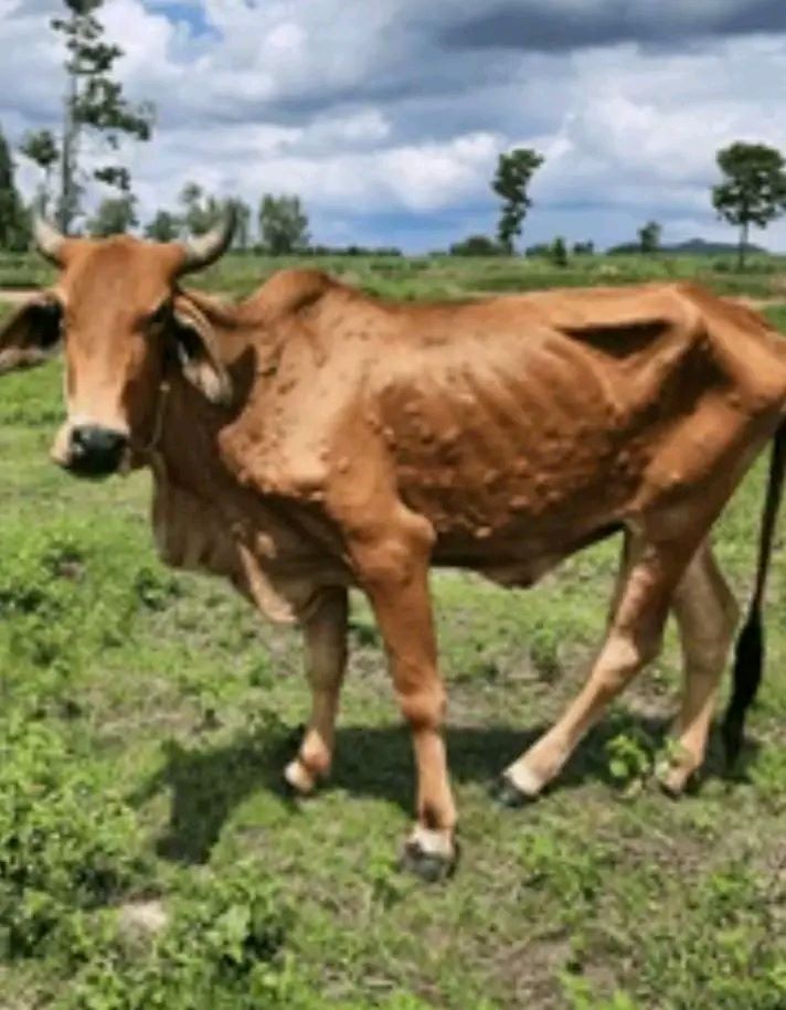 CHECK CATTLE DAILY – LEFA