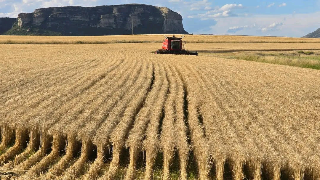 WHEAT HARVESTING CONTINUES DESPITE RAINFALL CHALLENGES