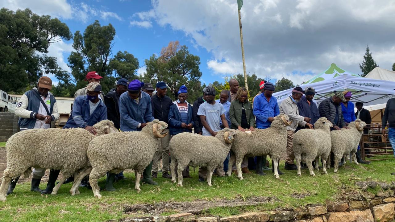 QUTHING FARMERS GET RAMS TO BOOST MOHAIR PRODUCTION