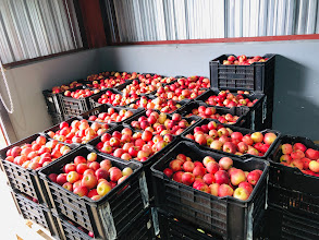 LESOTHO HORTICULTURAL CENTRE SUCCESSFULLY PRODUCES APPLES LOCALLY