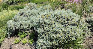 FROM INVASIVE PLANT TO TREASURE