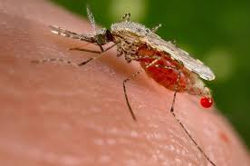 HEALTH MINISTRY URGES MALARIA VACCINATION