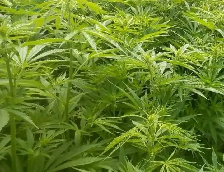RESIDENTS RAISE ALARM OVER RISING DAGGA USE AMONG YOUTH