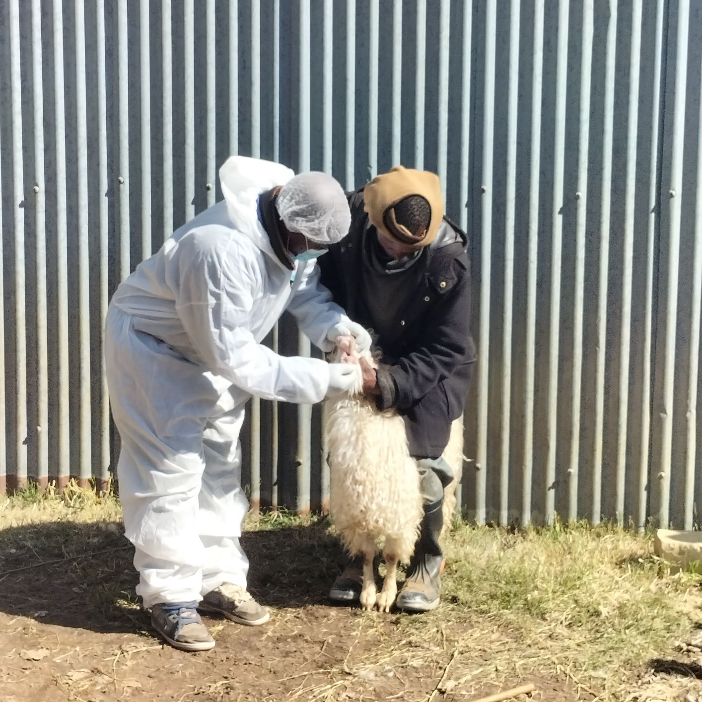 GOATS SHEARING RESUMES IN BEREA AMID FOOT AND MOUTH DISEASE CASES