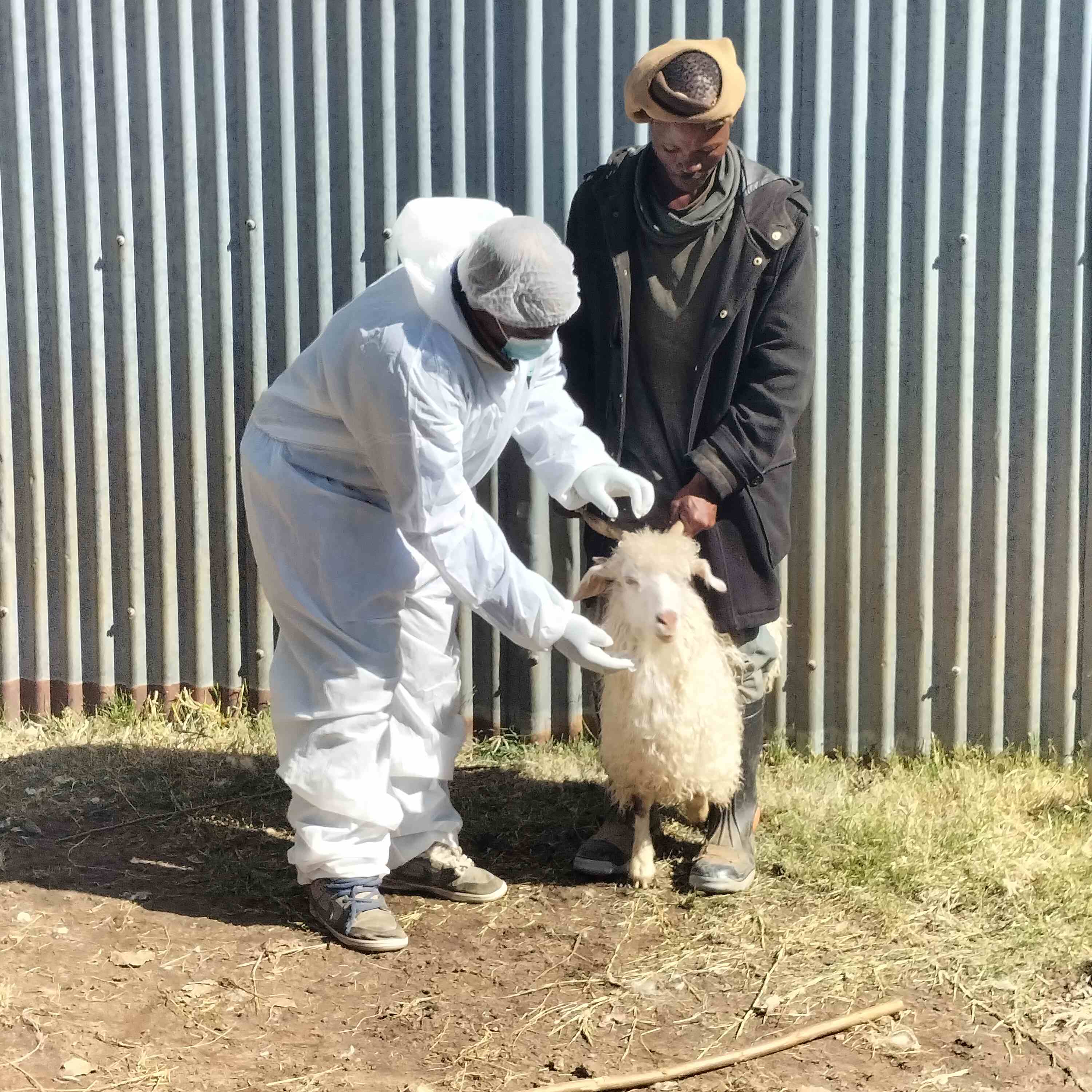 BEREA FARMERS COUNT LOSSES AMID FMD OUTBREAK
