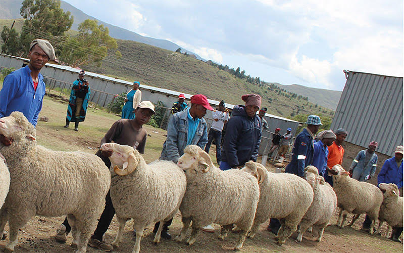 GOVERNMENT WELCOME CHINA’S DECISION TO LIFT WOOL IMPORT RESTRICTIONS