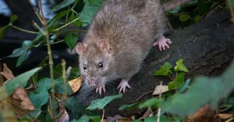 WHO MONITORS CRUISE SHIP ILLNESS AS HANTAVIRUS CASES EMERGES, NOTHREATS REPORTED IN LES, SA